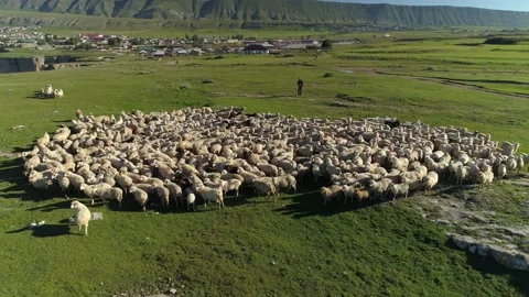Flight rams sheep herd grazing pasture Dagestan Caucasus rural cattle breeding Stock Footage 150922313