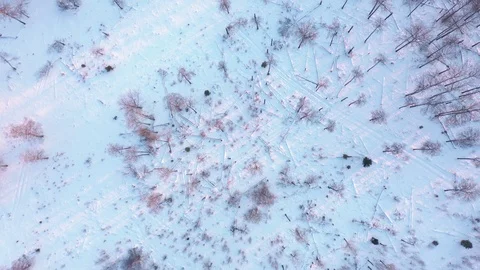 Flight on a rare winter forest cut down by lumberjacks Stock Footage 126320927