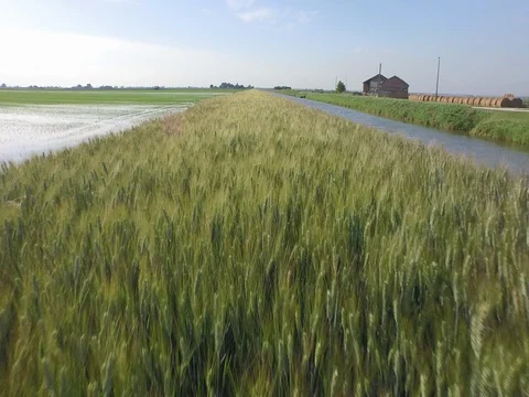 Flight of the rice fields Stock Footage 72217289