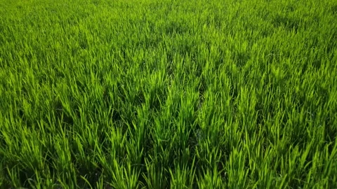 Flight rice fields Stock Footage 238534941