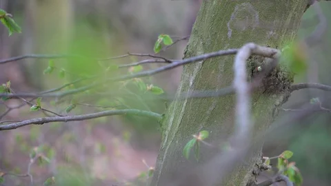 Flight right through the tree and branches (reduced 6K image) Stock Footage 128541532