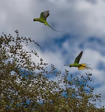 Flight of the ringed parrot Foto stock