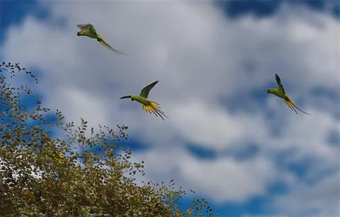 Flight of the ringed parrot 스톡 사진