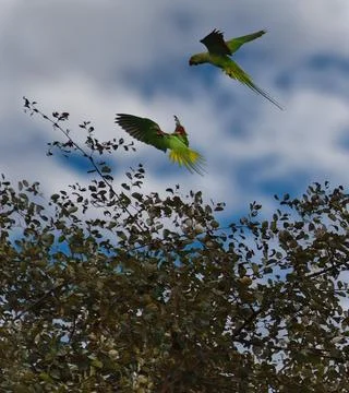 Flight of the ringed parrot Foto stock