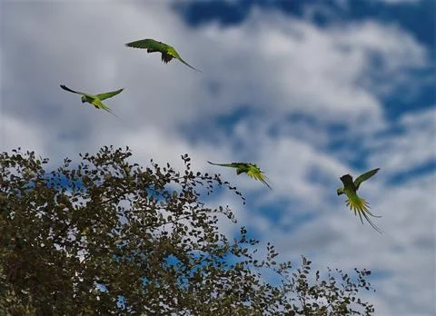 Flight of the ringed parrot 스톡 사진
