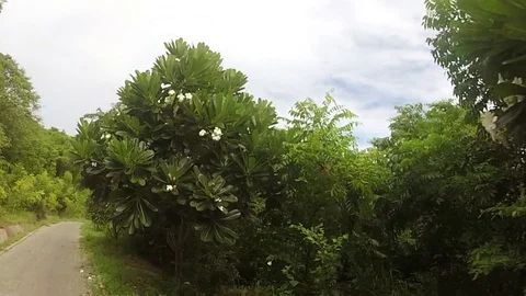 Flight, road trip in the forest Stock Footage 103450105