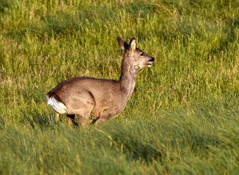 The flight of the roe deer Stock Photos