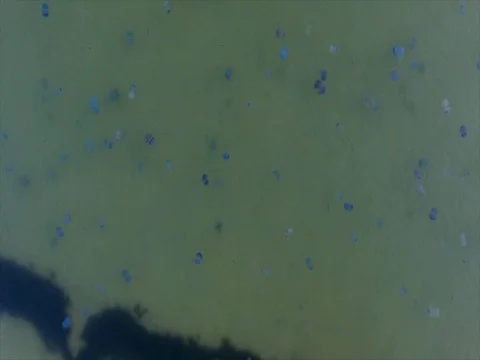 Flight with rotation over a multitude of colorful jellyfish Stock-Footage 80545533