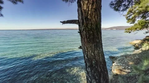 Flight from the sea coast to pine-tree forest. Aerial, 4k Stock Footage 63598496