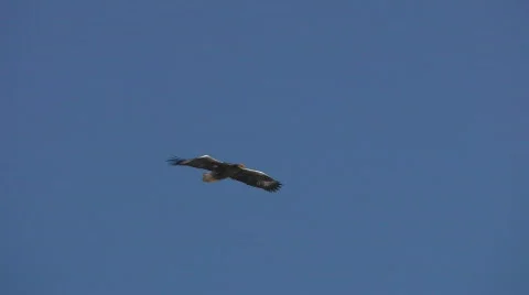 Flight of a sea eagle Video stock 707137