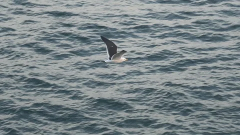 Flight of the seagull. Stock Footage 91108036