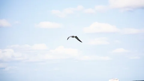 Flight of a seagull over the waves in slowmotion Stock Footage 106051908