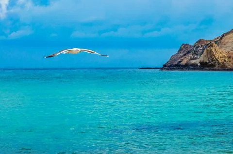 Flight of the Seagull Stock-Fotos