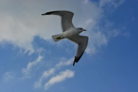 The flight of a seagull Stockfoto's