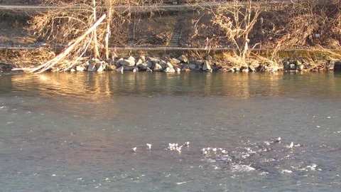 The flight of a seagull on the river Video stock 99788123