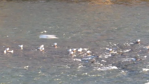 The flight of a seagull on the river Video stock 99788211