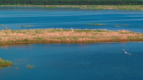Flight of seagulls above the surface of a beautiful blue lake. Wildlife, aquatic Stock Footage 154944355