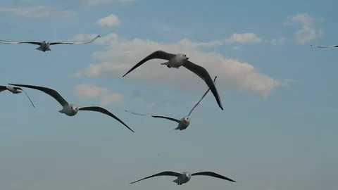 Flight off the seagulls at the blue sky Stock Footage 119204366