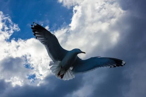 The flight of seagulls in the cloudy sky Stock Photos