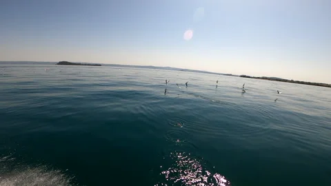 Flight of seagulls on the lake - Full HD - ProRes Stock Footage 159469987