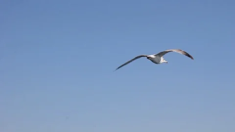 Flight of seagulls over the sea Stock Footage 108900681
