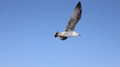 Flight of seagulls over the sea Stock Footage 108900682