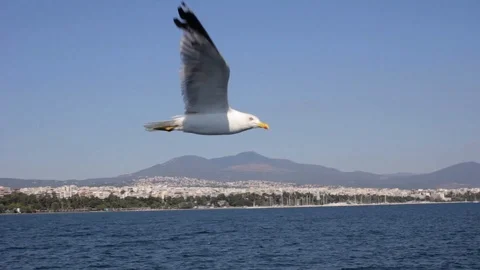 Flight of seagulls over the sea Stock Footage 108900703