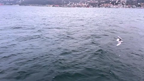 Flight of seagulls slow motion. Graceful flight of sea gulls. Slow flight of a Stock-Footage 224935923
