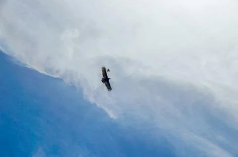 Flight in the sky Stock Photos