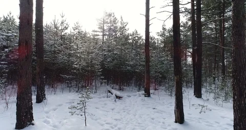 Flight in the snow-covered forest. 4К. Video stock 86611098