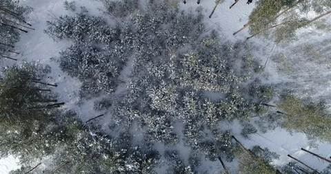 Flight in the snow-covered forest. 4К. Video stock 86611206
