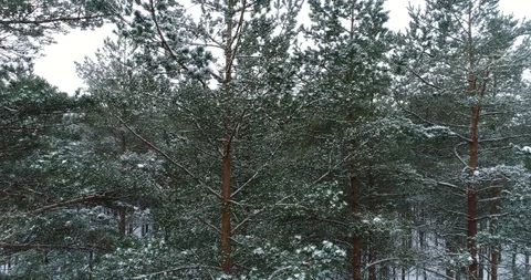 Flight in the snow-covered forest. Stock Footage 86609277