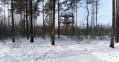Flight in the snow-covered forest. Video stock 86609646