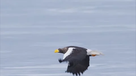Flight of the Steller's sea eagle (slow motion) Stock Footage 320513899