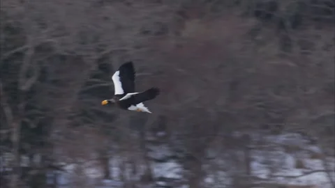 Flight of the Steller's sea eagle (slow motion) Stock Footage 320514045