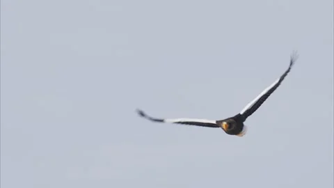 Flight of the Steller's sea eagle (slow motion) Stock Footage 320514210