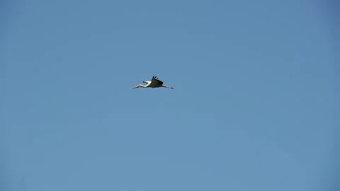 Flight of a stork against the background of a blue summer sky. Slow motion. Stock Footage 264560792