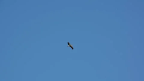 Flight of a stork against the background of a blue summer sky. Slow motion. Stock Footage 308438404