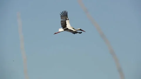 Flight of a stork against the background of a blue summer sky. Slow motion. Stock Footage 311500783