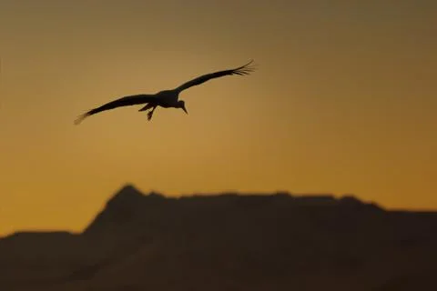 The flight of a stork Stock Photos