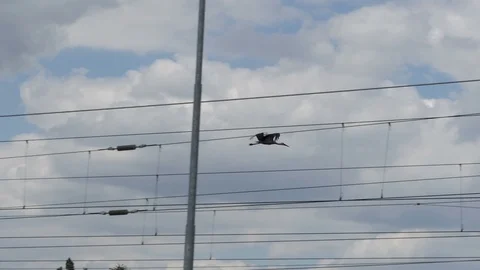 Flight of Stork Slow Motion Video stock 120350236