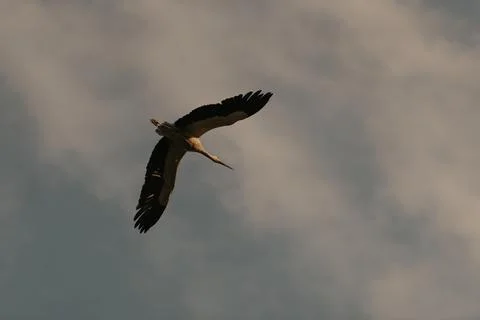 A flight of a stork in the sunset sky background in the evening. Stock Photos