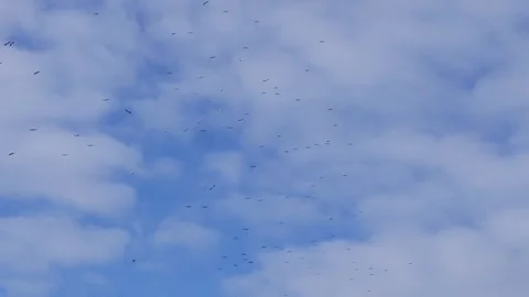 Flight of storks high in the sky Stock Footage 307061969