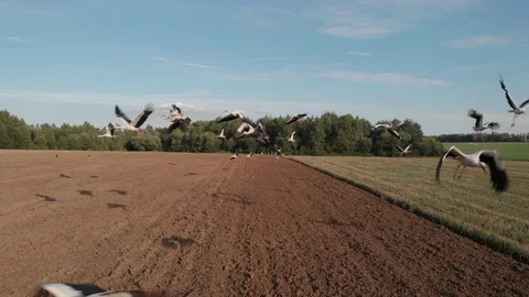 Flight of storks over the field Stock Footage