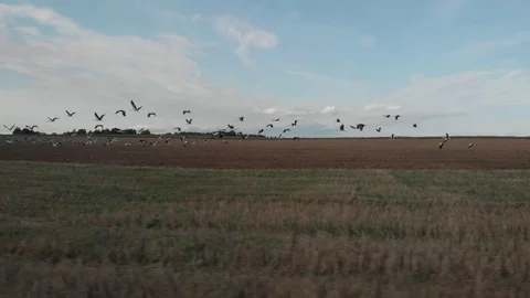 Flight of storks over the field Stock Footage