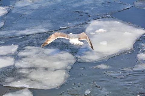 Flight of a strong seagull over the spring river Stock Photos