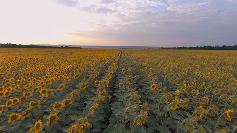 Flight at sunset over the field of sunflowers. Background and texture Stock Footage 86546100