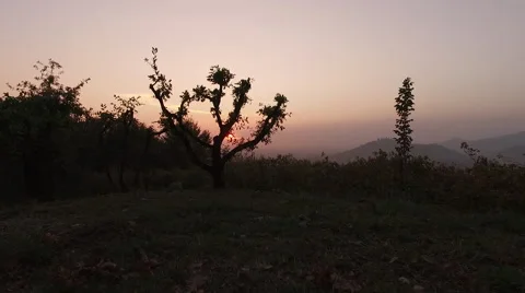Flight at sunset over a vineyard in the hills Stock Footage 68767104