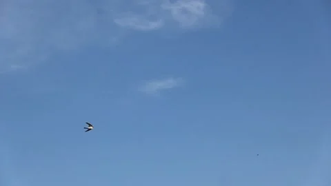 Flight of a swallow that catches flying insects Stock Footage 201003683