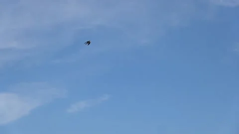 Flight of a swallow that catches flying insects Stock Footage 201003853